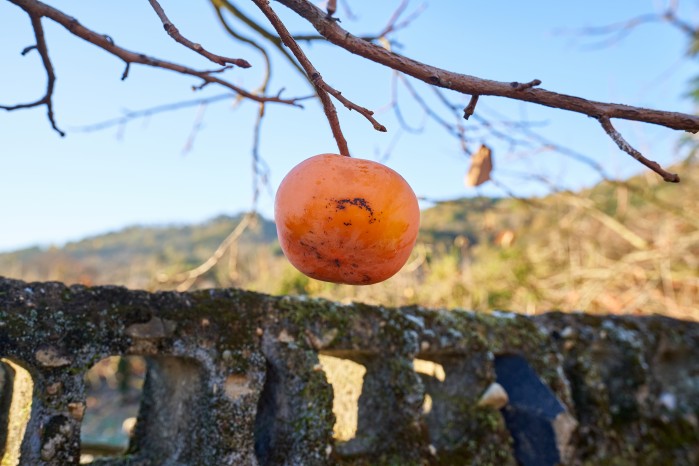 씨 없고 납작한 감으로 유명한 ‘청도 반시’