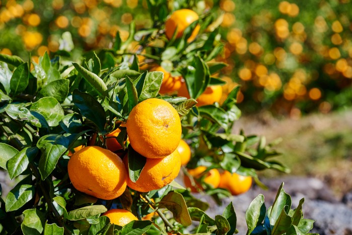 달콤하고 새콤한 겨울의 맛, ‘제주의 감귤과 한라봉’