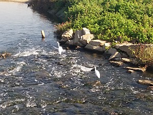 환골탈태한 안양천 산책로 (서울 둘레길 6코스)