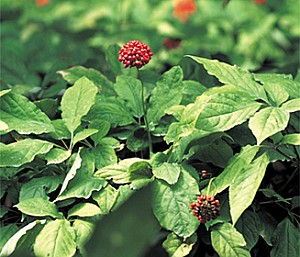 개경상인들이 인삼재배의 최적지인 강화에서 재배한 ‘강화인삼’