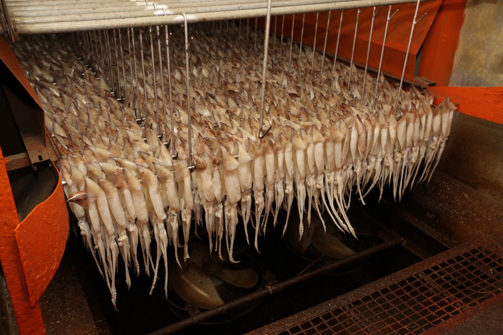 속초 오징어 건조작업
