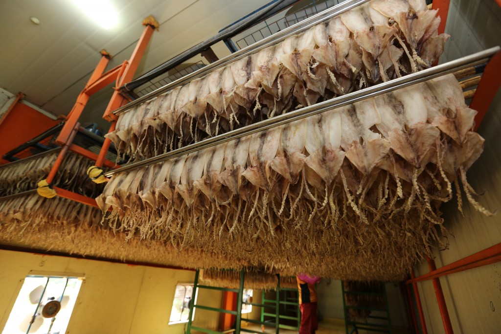 속초 오징어 건조작업