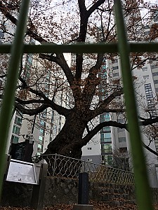 서울에서 가장 오래된 도곡동 느티나무