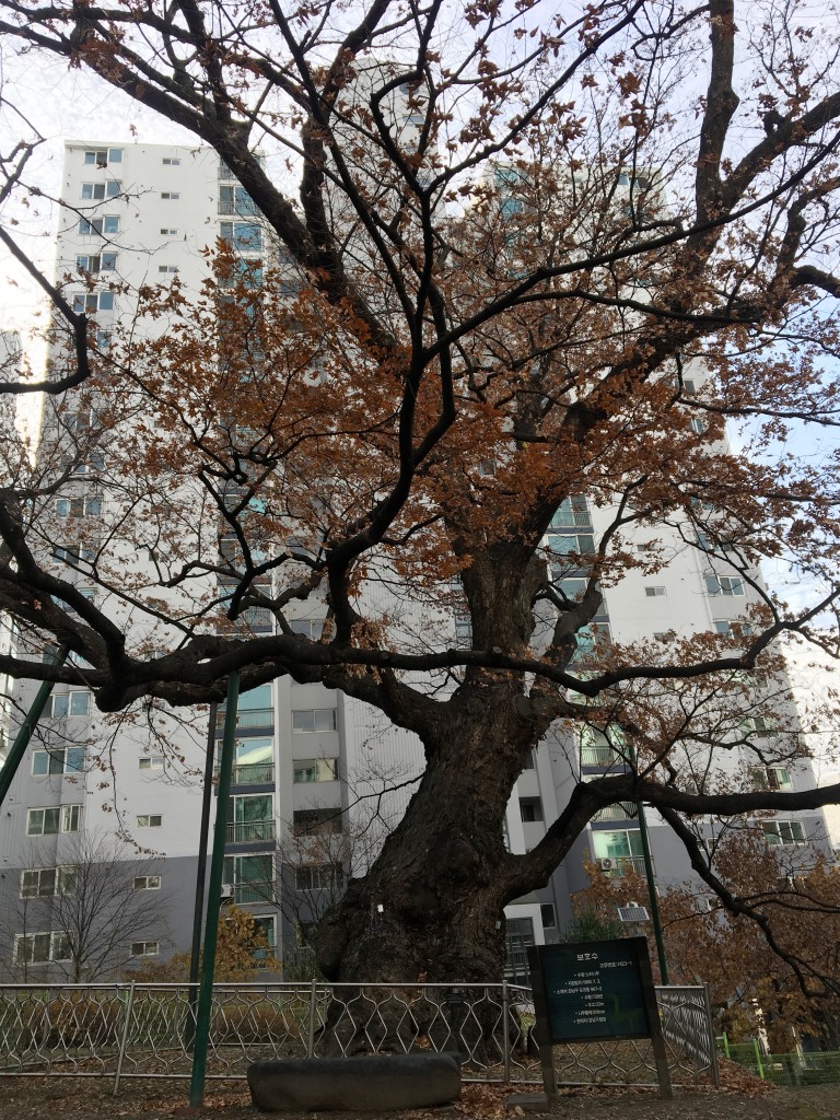 느티나무 신령 이미지