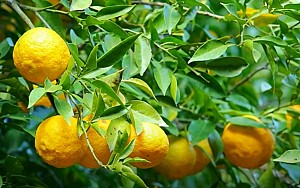 삼자(유자, 치자, 비자)의 고장 아름다운 남해