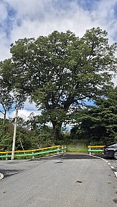 마을이 하나되어 올린 제례, 유탕리 당산제