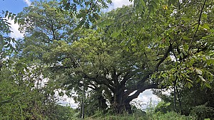 400년 귀목이 지켜온 서삼면 한실 당산제
