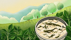 곤드레 만드레, 건강식 영월 곤드레