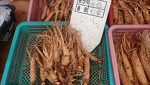 일제시대에도 계속된 인삼전매제