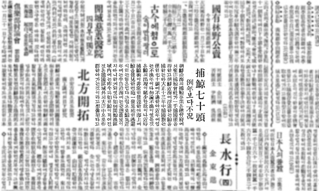 1925년 1월 28일 포경 70두 예년보다 불황