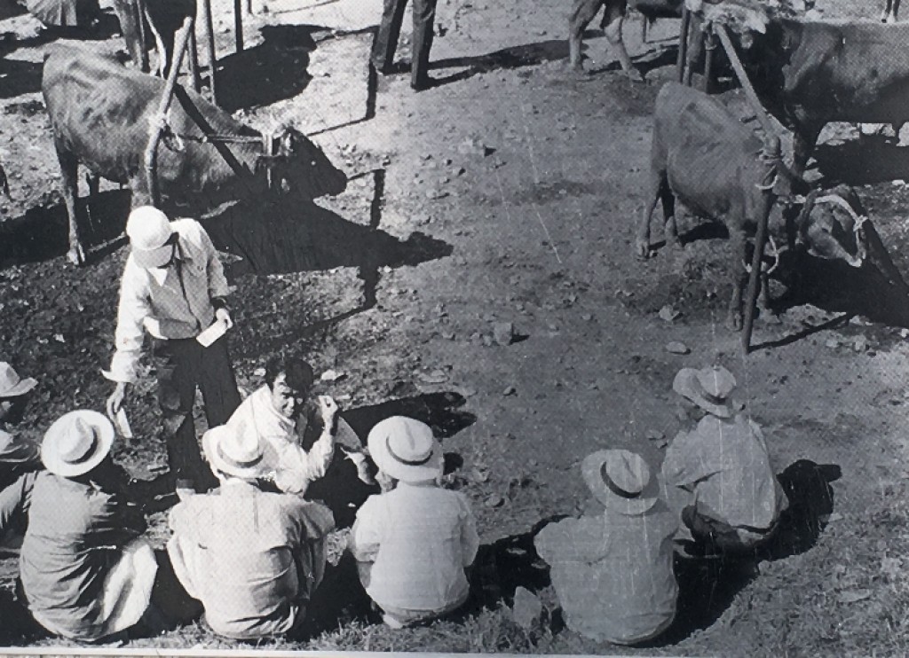 동해 북평민속오일장 우시장 과거모습