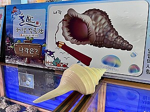 패각과 산호로 알아보는 바다 속 생태계, 울산해양박물관