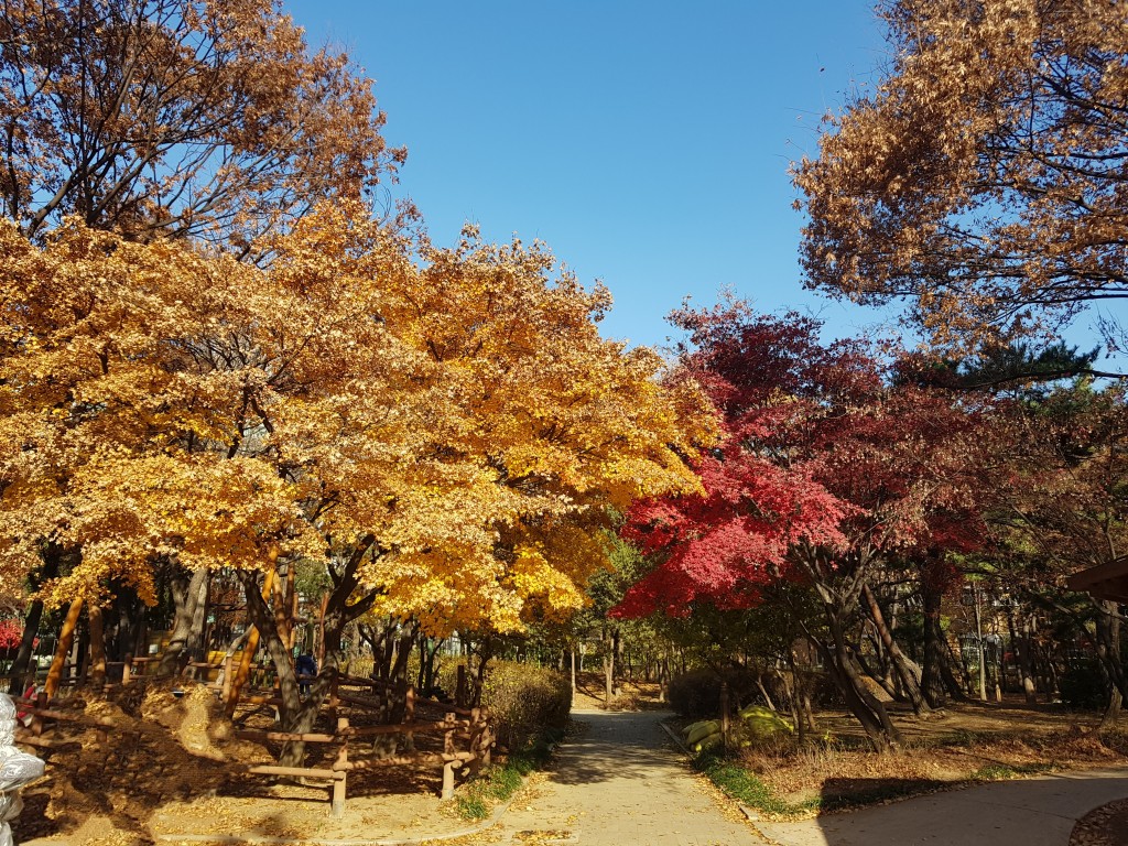 양재근린공원 단풍