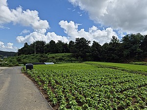 결혼반지 석 돈으로 시작한 미제 장사