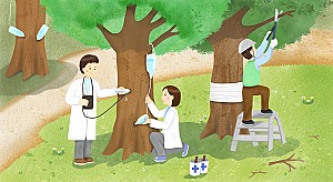나무의사 나무치료사