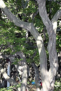 바닷바람을 막아주는 옹진군의 서어나무숲