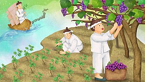 한입 가득 달콤하고 향긋한 ‘천안 입장포도’