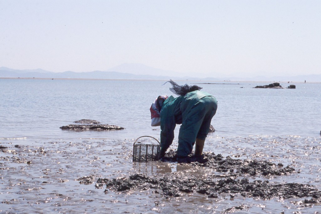 바지락채취
