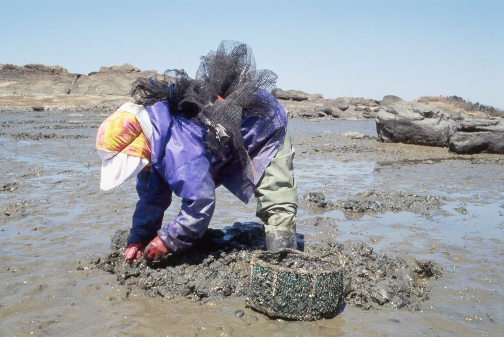 황도바지락채취