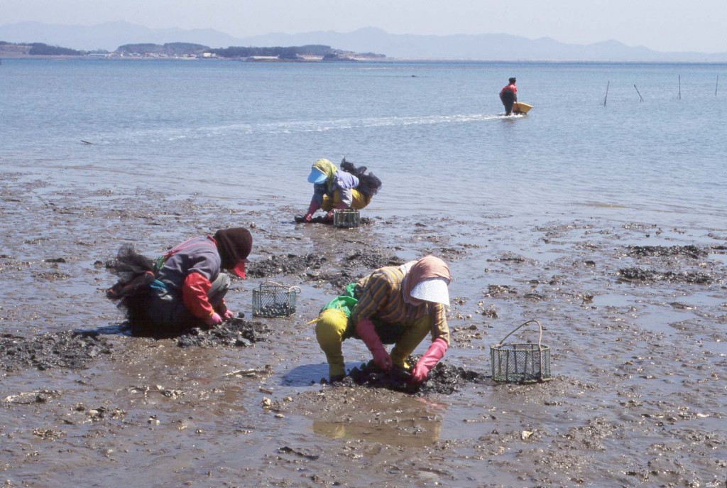 황도바지락채취 