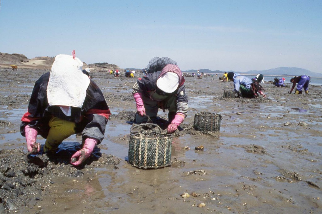 황도바지락채취 광경 