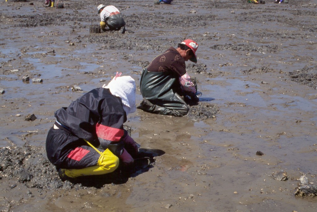 황도바지락채취 광경 