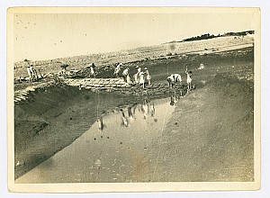 삶을 지탱한 천연 유산, 안면도 소나무