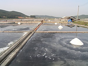 해송따라 피어난 태안의 송화소금