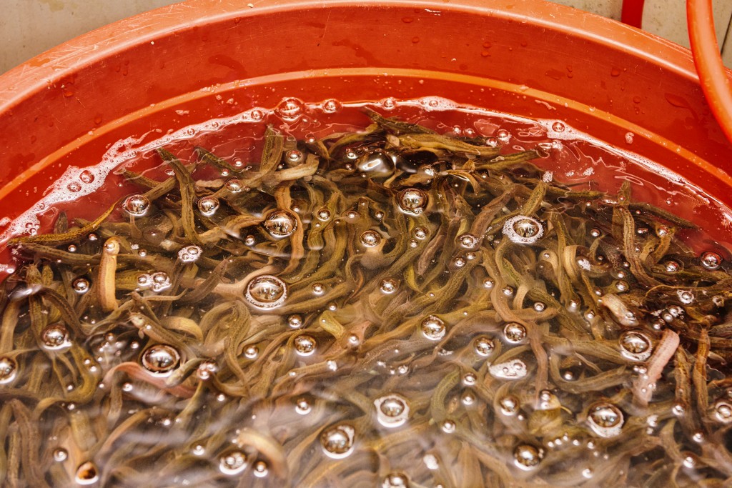 얼큰하게 끓여내는 추어탕의 맛, 원주복추어탕<세월에 담긴 신뢰, 지역의 오래된 가게<지역N문화 테마 얼큰하게 끓여내는 추어탕의 맛... 
