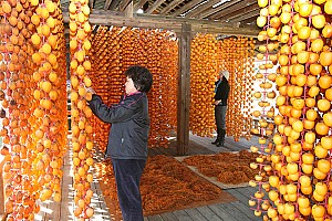강릉의 특산물을 넘어 명품으로, 강릉 곶감