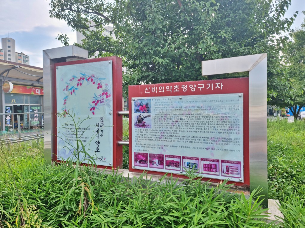 청양 구기자약초시장 구기자 설명문 