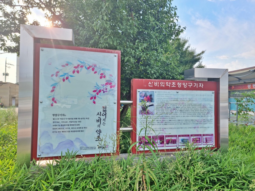 청양 구기자약초시장 구기자 설명문 