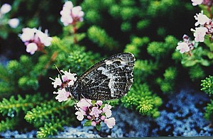 파주나비나라박물관, 나비가 전하는 자연과 인간의 이야기