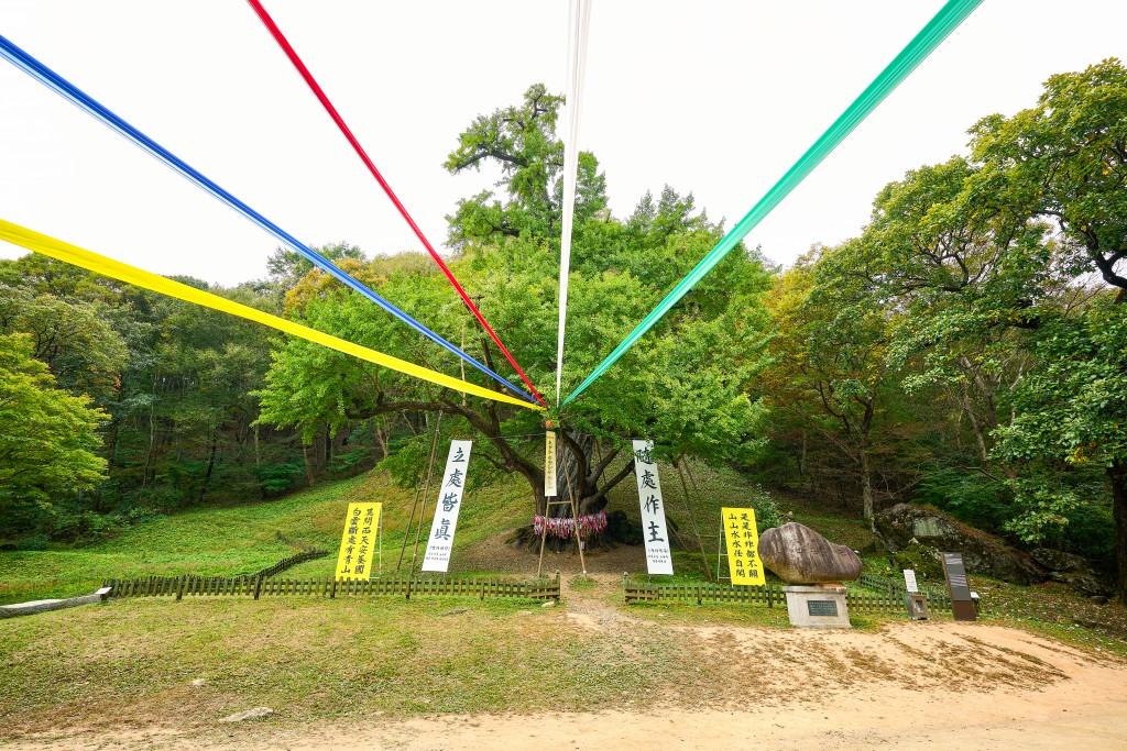 금산 보석사 은행나무 전경 