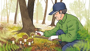 속리산의 청정자연이 키워낸 가을진미 ‘보은 송이버섯’