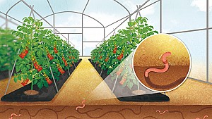 금강에서 자란 최고 품질의 '부여 방울토마토'