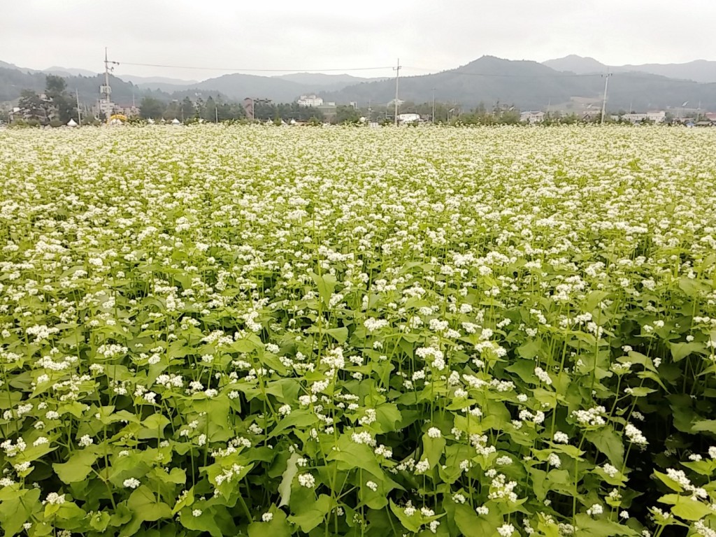 메밀꽃